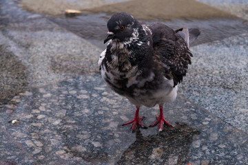 pigeons on wet asphalt