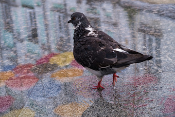 pigeons on wet asphalt