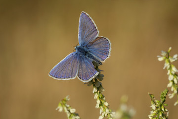 Bläuling, Schmetterling, Falter auf einer Pflanze 