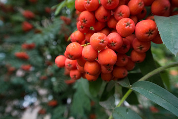 bright red viburnum on a branch
