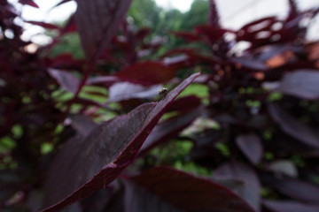 Colorful summer flowers