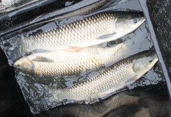 Fishing catch of The White Amur or Grass Carp.