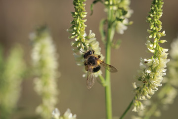 Biene, Hummel auf Blüte 