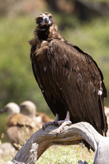 Black vulture. Aegypius monachus