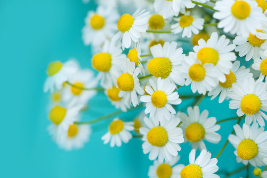 Fototapeta Kamillenblüten