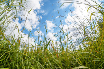 Nature background, grass and sky