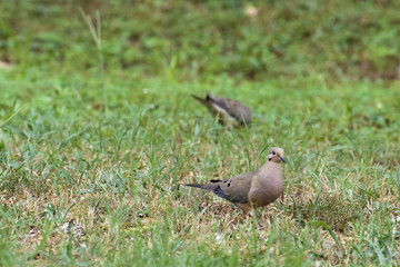two doves in a grassy field