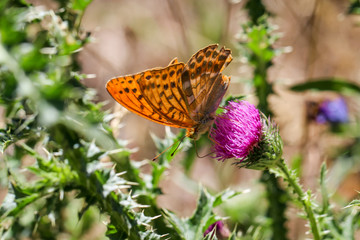 Fototapeta na wymiar Schmetterling, Falter auf einer Pflanze 