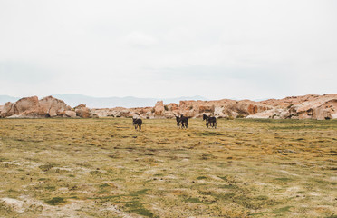 Herd of donkeys moving to new pastures on the rocky marshy plains of southern Bolivia