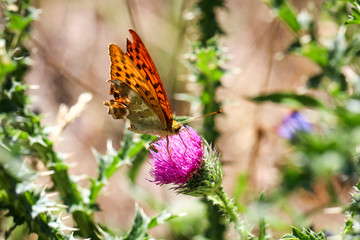 Schmetterling, Falter auf einer Pflanze 