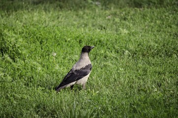 Jackdaw on a green meadow in the summer.