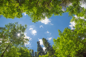 Green tree tops with blue sky and white clouds seen from below in sunny summer day