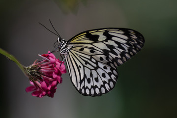 butterfly feeding