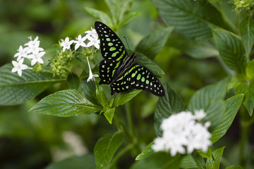 Graphium Agamemnon
