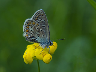 motylek © Henryk Olszewski