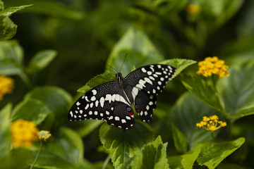Papilio Xuthus 1
