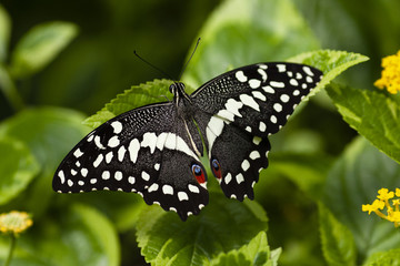 Papilio Xuthus 2