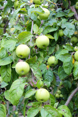 Fresh green garden apples