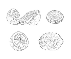 Vector Set of Lemons, Citrus, Vintage Black and White Drawings Isolated on White Background, Hand Drawn.