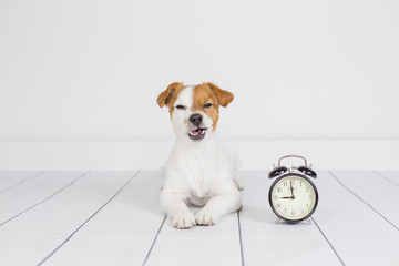 cute white small dog lying on the floor and feeling angry. alarm clock with 9 am besides. Wake up and morning concept. Pets indoors