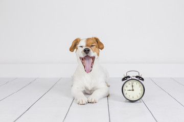 cute white small dog lying on the floor and yawning. alarm clock with 9 am besides. Wake up and morning concept. Pets indoors