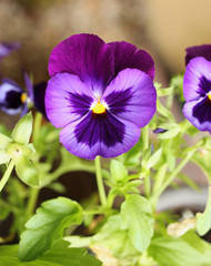 Colorful blossoming viola from close-up. 