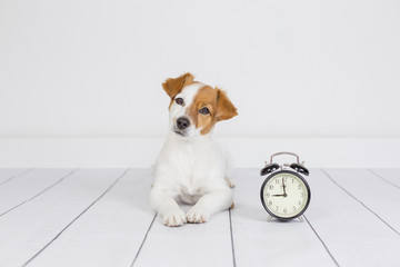 cute white small dog lying on the floor and looking at the camera. alarm clock with 9 am besides....