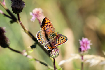 Schmetterling, Falter auf einer Pflanze 