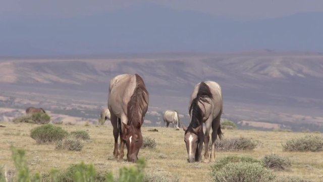 Wild Horses in the Colorado Desert