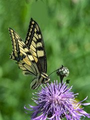 motyl © Henryk Olszewski