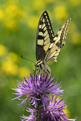 motyl © Henryk Olszewski