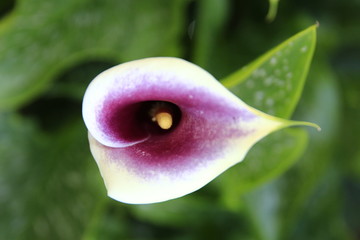 Calla