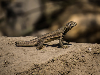 Lizard without a piece of tail