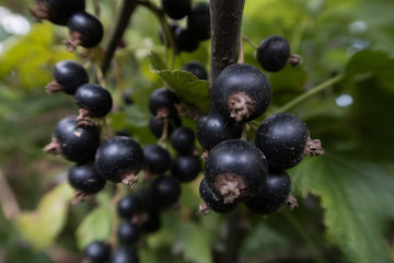 summer vegetables in the garden