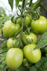 summer vegetables in the garden