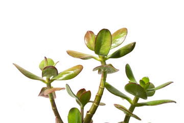 Cactus Succulent Plant Close Up on a White Background