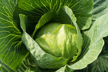 Obraz premium summer vegetables in the garden