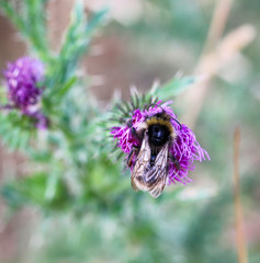 Biene, Hummel auf Blüte 