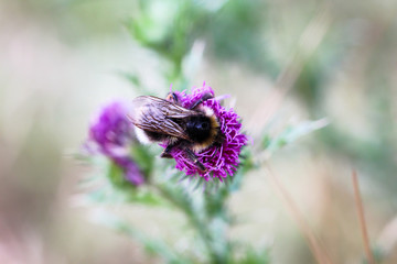 Biene, Hummel auf Blüte 