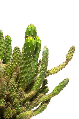 Cactus Succulent Plant Close Up on a White Background