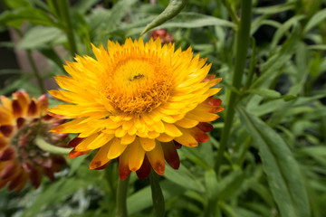 bright colorful summer flowers