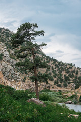 Beautiful pine tree by the river