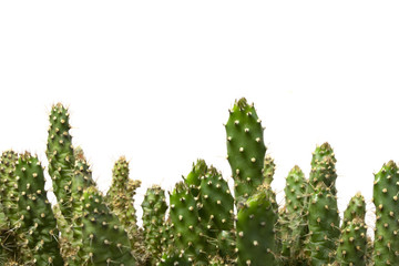 Cactus Succulent Plant Close Up on a White Background