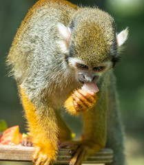 Brazilian squirrel monkey