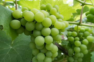 green grapes on a branch