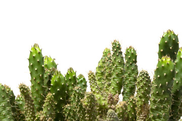 Cactus Succulent Plant Close Up on a White Background