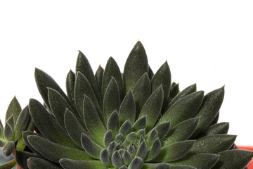 Cactus Succulent Plant Close Up on a White Background