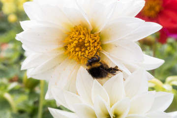 insects on bright colorful summer flowers