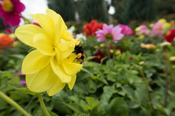 bright colorful summer flowers