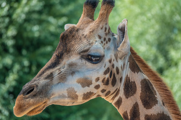 Naklejka na ściany i meble Close up of a giraffe